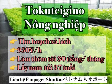 【2020004】Tokutei Nông nghiệp Nagano (Thu hoạch xà lách)